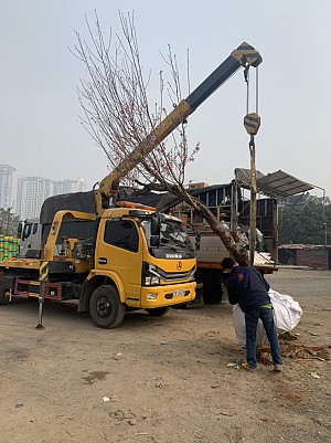 Dịch vụ vận chuyển cây xanh